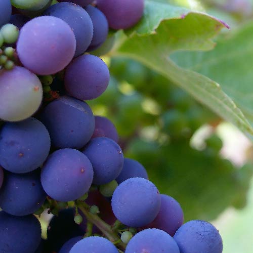 Viticultura, enología