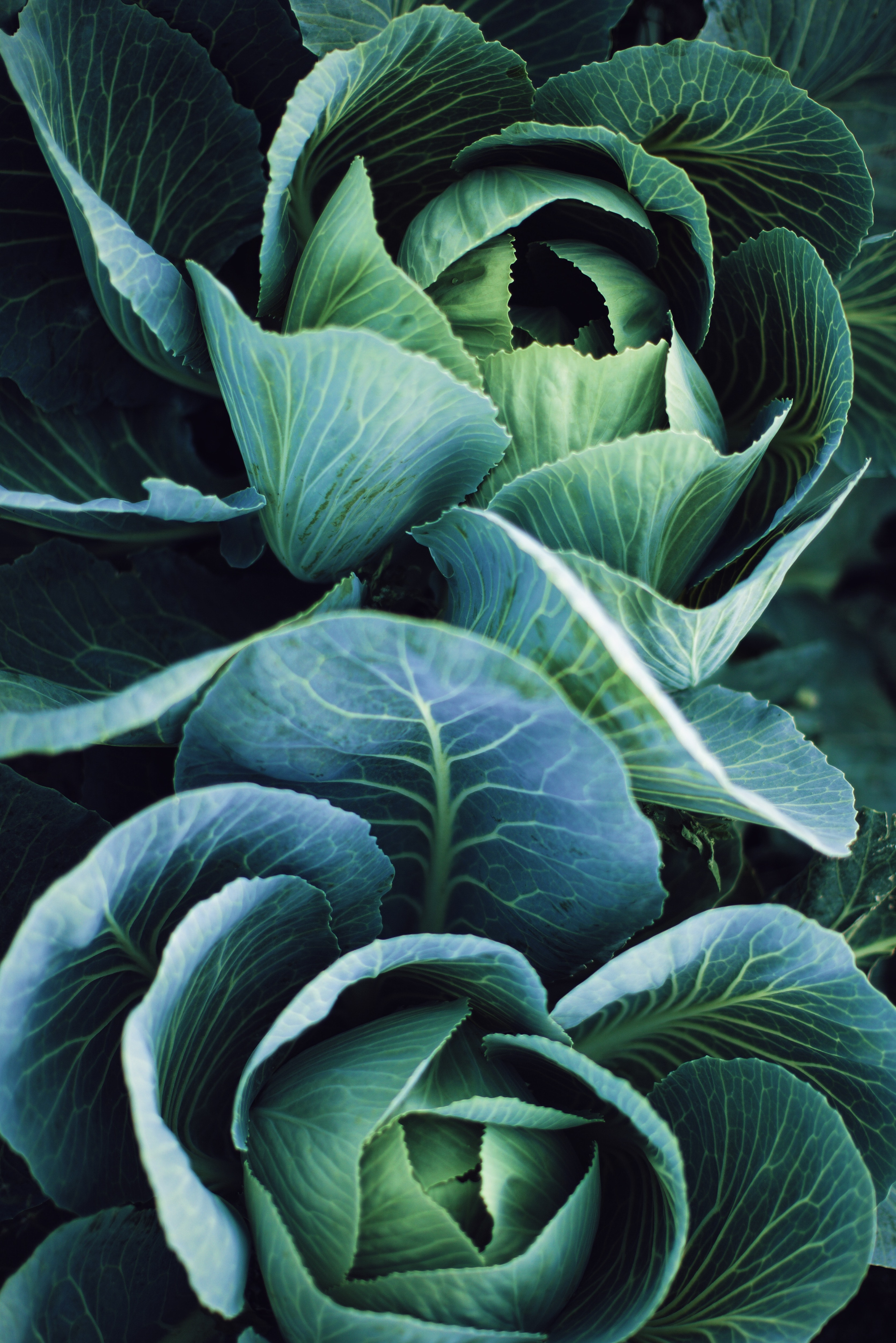 This image for Image Layouts addon