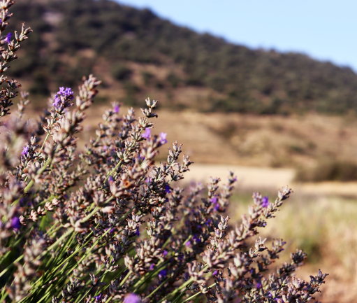 Campo demostrativo de aromáticas